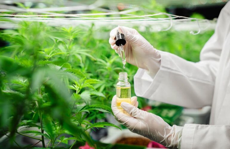 Solo dos empresas plantean suministrar cannabis a los hospitales por las limitaciones de la regulación