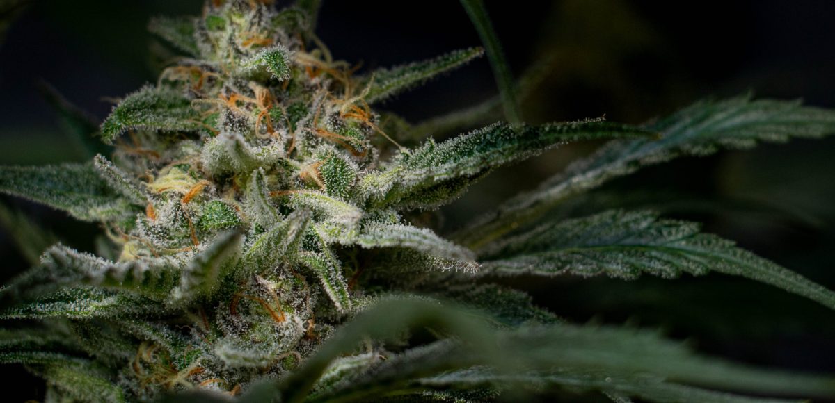 A closeup shot of indoor-grown cannabis