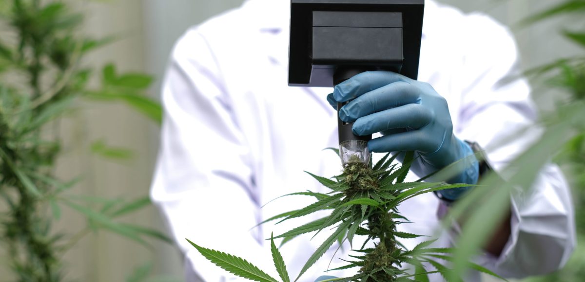 Marijuana researcher use microscope to analyze CBD in curative cannabis farm before harvesting to produce cannabis products.